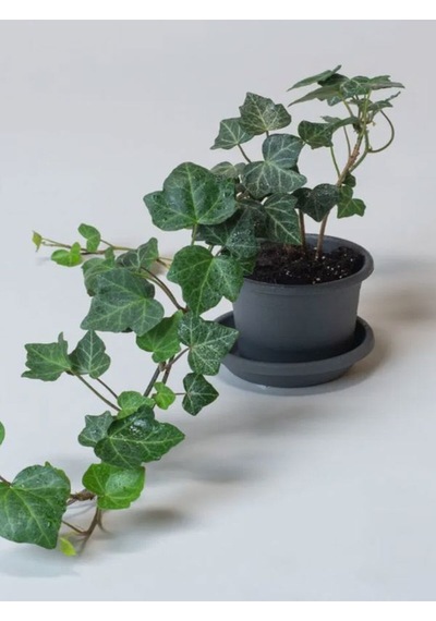Hedera Helix Yeşil Orman Sarmaşığı 40-60 Cm Gölgeye Uyumlu Bitki
