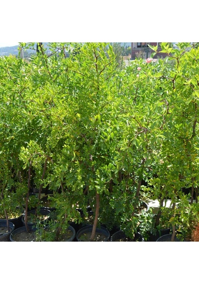Saksıda Hünnap Fidanı 6 Yaş 110-140 Cm N11.425