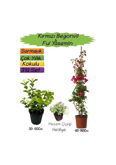 Kırmızı Renk Begonvil+kokulu Ful Yasemin+mezem Çiçeği 3'lü Peyzaj Seti