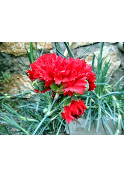 Kırmızı Karanfil Çiçeği Fidanı Saksılı Kokulu 40cm-60cm