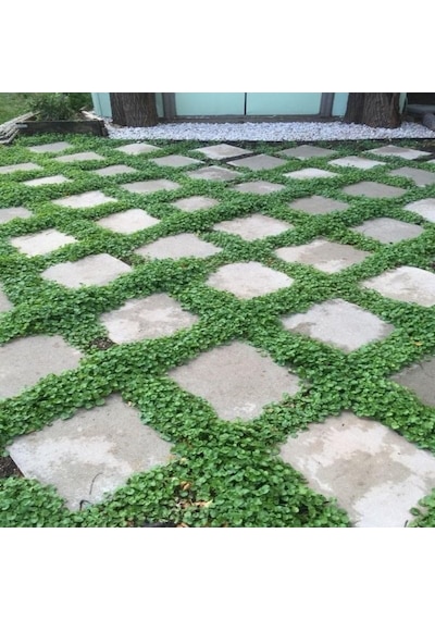 Dona Dayanıklı Dichondra Repens Fare Kulağı Tohumu 100