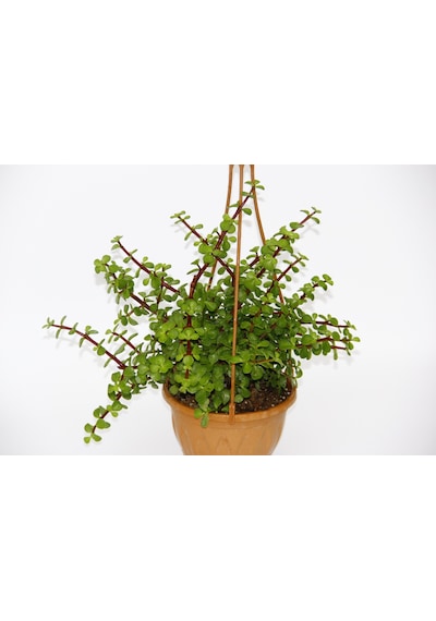 Yeşim Ağacı 2 Adet Crassula Portulacaria - Askılı Saksıda l