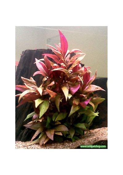 Alternanthera Reineckii 10 Adet