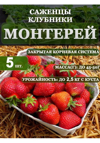 Montery Çilek Fidanı Fidesi 5 Ad