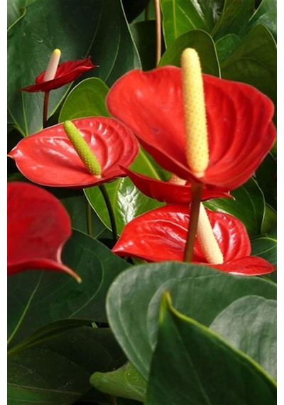 Antoryum Flamingo Çiçeği