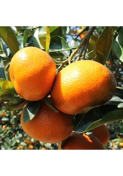 Tüplü Erkenci Dobashi Beni Mandalinası Soğuklara Dayanıklı