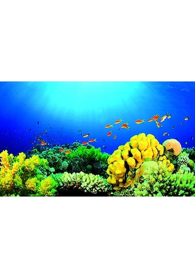 Kanki Pet 85 Cm Akvaryum Arka Fon Yapıştırma 85x50 Cm Kp8550027