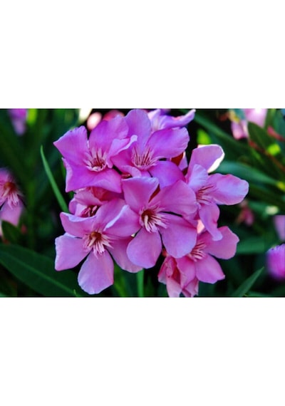 Pembe Zakkum Çiçeği Fidanı 50-70 Cm Tüplü Çiçekli Bodur Bitkiler Oleander