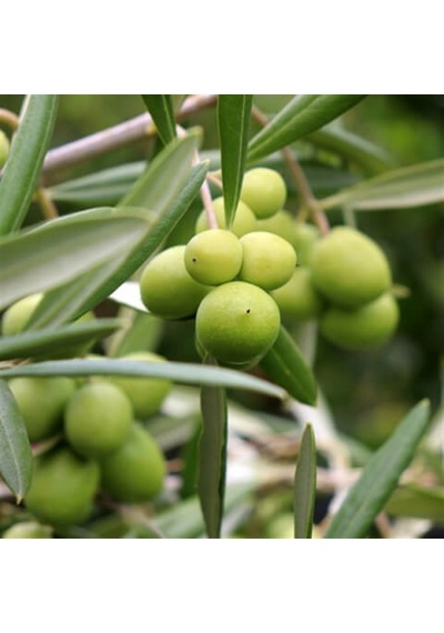 Gemlik Zeytin Trilye Fidanı