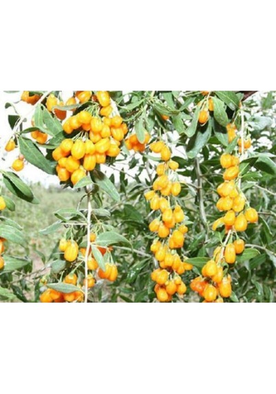 2 Adet Goji Berry Fidanı Sarı Renk Tombul Meyve Tüplü 1 Yaş 12 Ay Dikebilirsiniz....