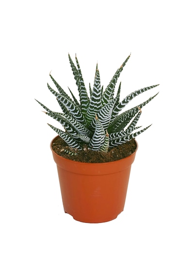 Haworthia Fasciata Zebra  15 Adet