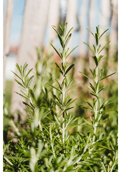 Dayanıklı Ve Lezzetli 2 Yaşında Biberiye Rosmarinus Officinalis