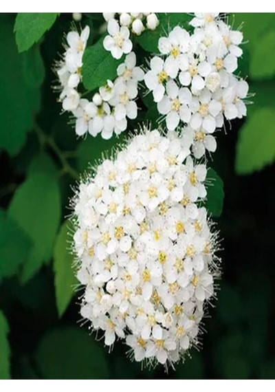 Keçi Sakalı Ağacı Fidanı 30-90 Cm Saksılı Çiçekli Bodur Bitkiler Spirea