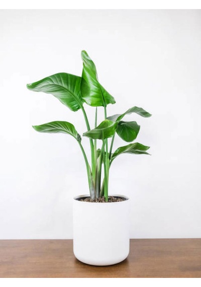 Çok Köklü Starliçe Strelitzia Zarif Salon Bitkisi