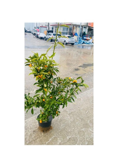 Orta Boy Kamkat Fidanı