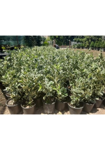 Taflan Brvo 30-50 Cm