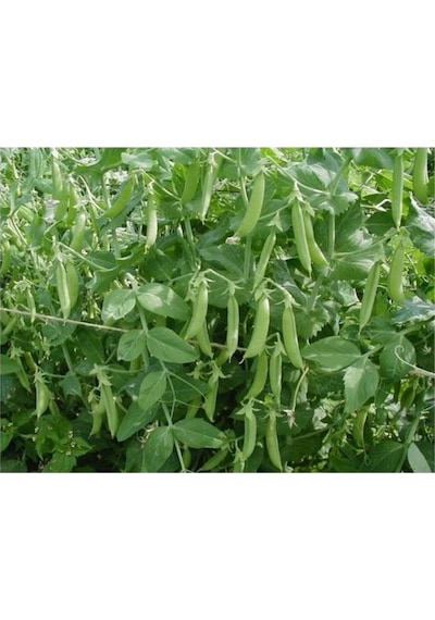 Yem Bezelyesi Tohumu Külür 100 GR N115042