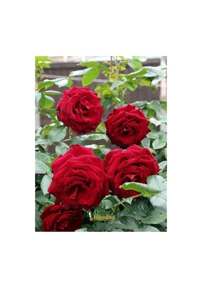 Bayrak Kırmızı Gül Fidanı 10-20 Cm