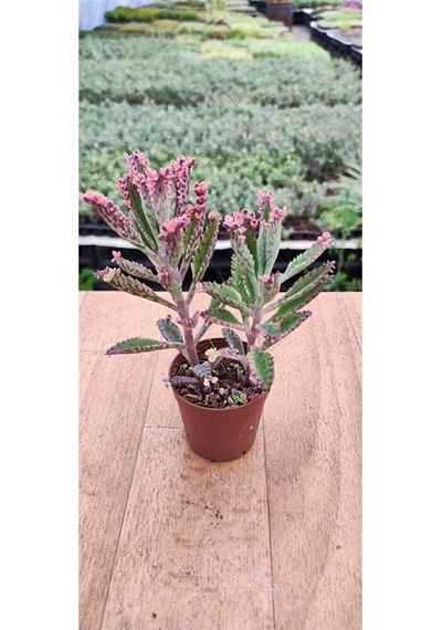 Thebestonline Kalanchoe Pink Butterflies Pembe Aşkın Gözyaşı 5.5 Cm Saksıda 1 Adet