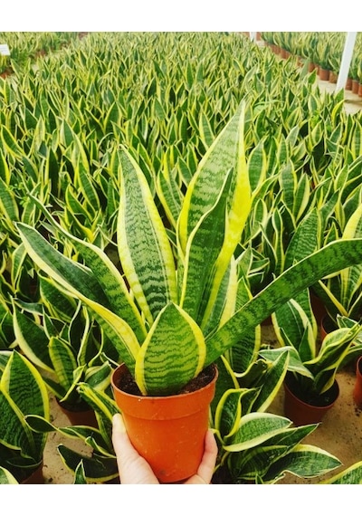 Paşa Kılıcı - Peygamber Kılıcı Sansaveria Trifasciata 20-30 Cm 2 Adet