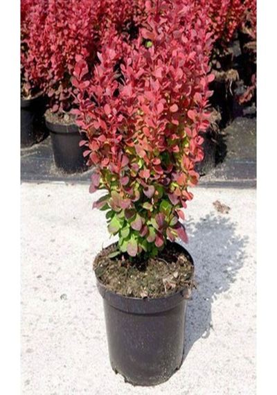 1 Adet Roket Berberis Çiti Fidanı 40-80cm Saksılı Rocket Barberry