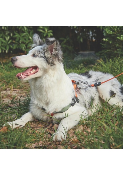 M-pets Wıld Jungle Harness S Çok Renkli