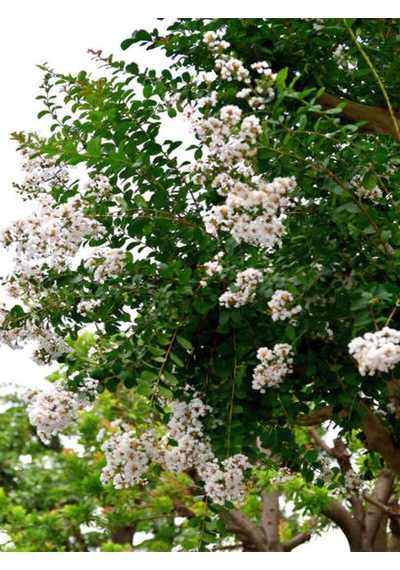 Videolu Beyaz Renkli Oya Ağacı Fidanı 40 80 Cm 1 Adet Saksılı Dış Mekan Ağaç Lagerstroemia Indica