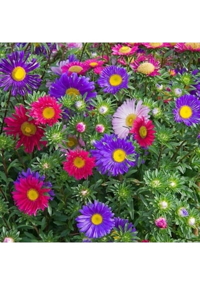 Arzuman Aster Çiçek Tohumu 50 Adet