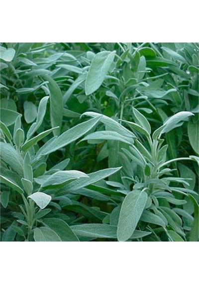 Tıbbi Adaçayı Salvia Officinalis 15 25 Cm