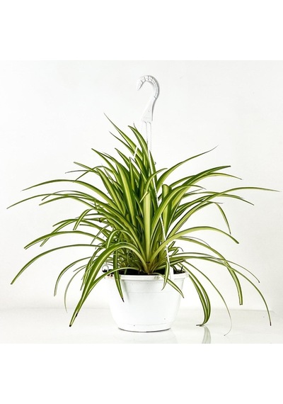 Kurdele Çiçeği Askılı Saksıda Chlorophytum Comosum ''air Fresh Bitkisi''