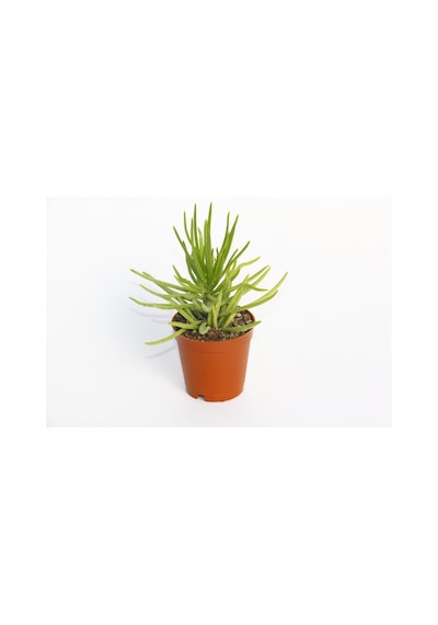 Senecio Barbertonicus Himalaya - 5 Adet Sukulent