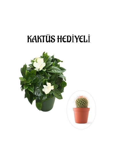 Yoğun Mis Kokulu Gardenya Çiçeği Sevgililer Gününe Özel Kaktüs Hediyeli