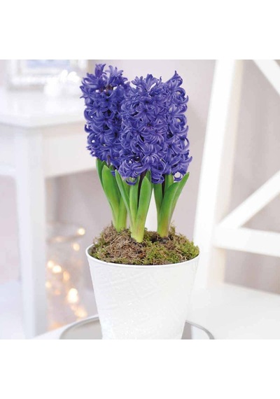 Hyacinthus Blue Pearl Sümbül Soğanı 3  Adet