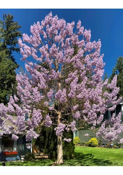 Pavlonya Fidanı / Çin Kavağı Paulownia Tomentosa