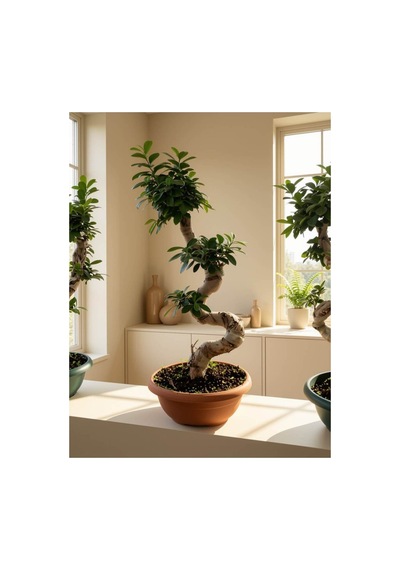 Ginseng Bonsai-80 Cm