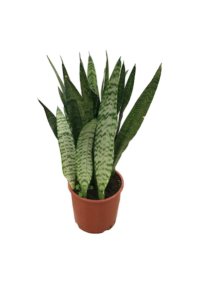 Sansevieria Zeylanica Paşa Kılıcı Ø21 Cm H50-60 Cm