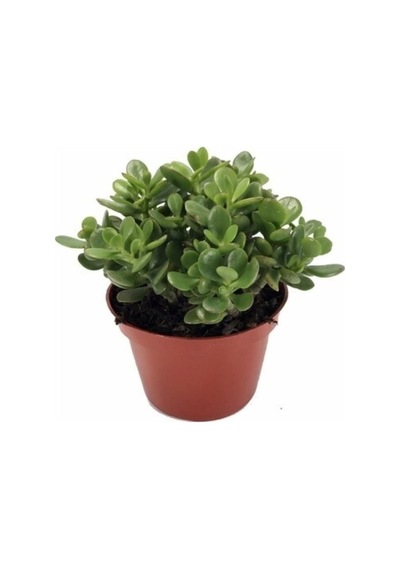 Ovata Şans Para Çiçeği Bitkisi 10-20 Cm