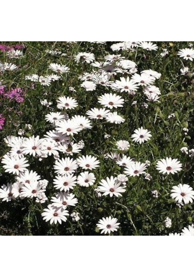 Beyaz Splendour Brachycome Çiçeği Tohumu 200 Tohum