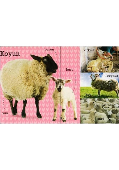 +2 Ilk 100 Çiftlikte Çiçek Yayınları