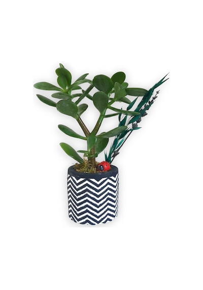 Sukulent Crassula Ovata | Siyah Beyaz Saksıda
