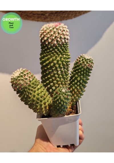 Mammillaria Bucareliensis Kaktüs 1 Adet