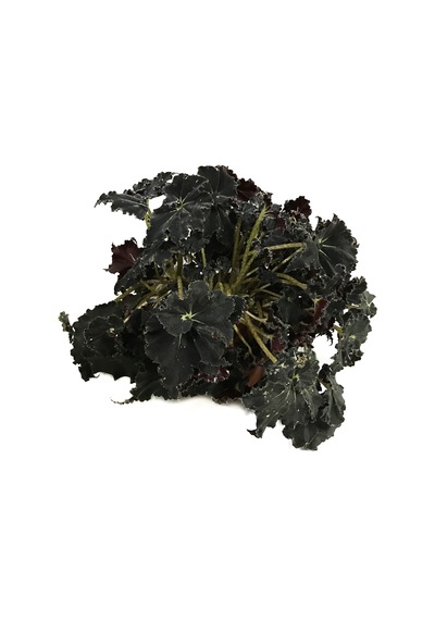Begonia 'black Mambo' Begonia Çiçeği