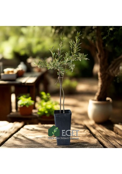 Organik Arbequina Zeytin Fidanı