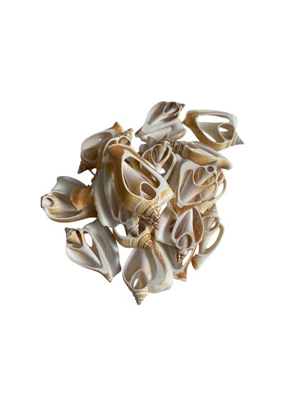 Strombus Aurisdiane Deniz Kiloluk Deniz Kabuğu 1 Kg