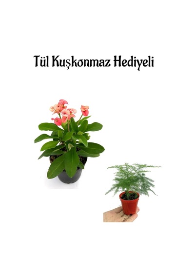Sevgililer Gününe Özel Pembe Renk Milli Dikenler Tacı Çiçeği Tül Kuşkonmaz Hediyeli