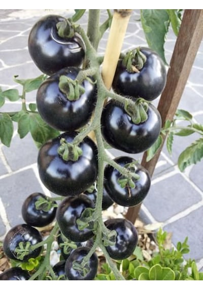 Black Domates Siyah Domates Tohumu 5 Tohum + Tohum