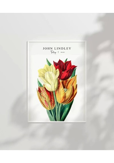 Çerçevesiz Poster John Lindley Lale
