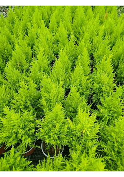 İthal Limon Çamı Wilma / Limon Servi