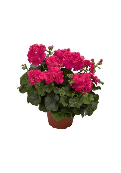 3 Adet Karışık Renk Sakız Sardunya Çiçeği Saksılı Çiçekli Bodur Bitkiler Geranium