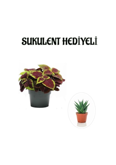Renkli Yapraklı Yaprak-cam Güzeli Sevgililer Gününe Özel Sukulent Hediyeli